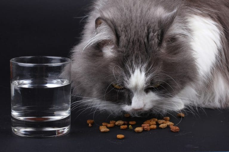 chat mange croquettes