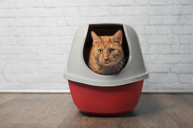 litière chat