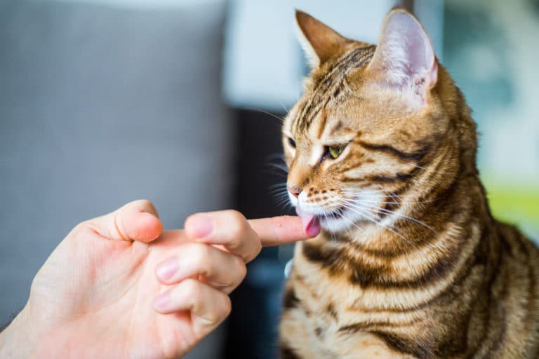 chat