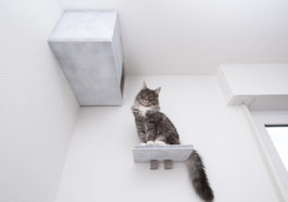 chat hauteur