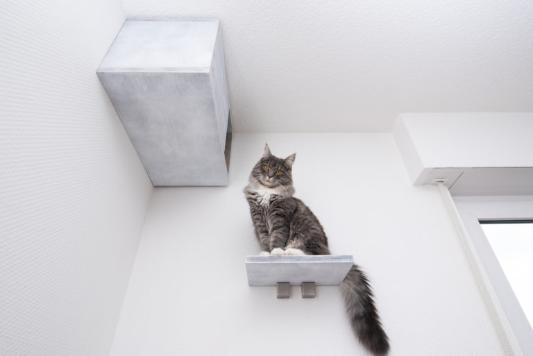 chat hauteur
