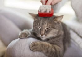 chat brosse