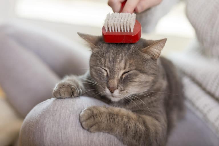 chat brosse