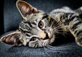 chaton couché