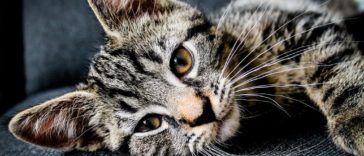 chaton couché