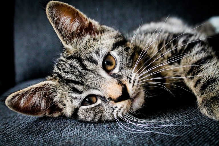 chaton couché
