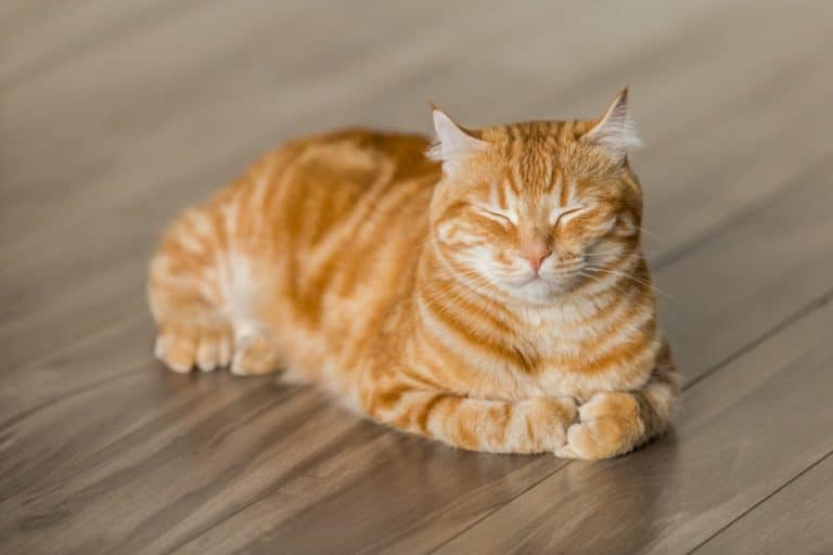chat roux couché dort