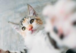 chat joue