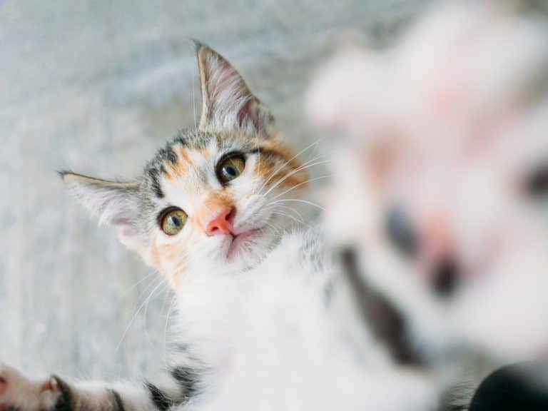 chat joue