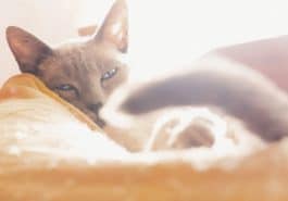 chat couché