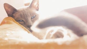 chat couché