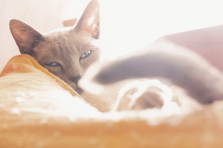 chat couché