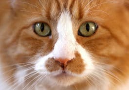 chat portrait