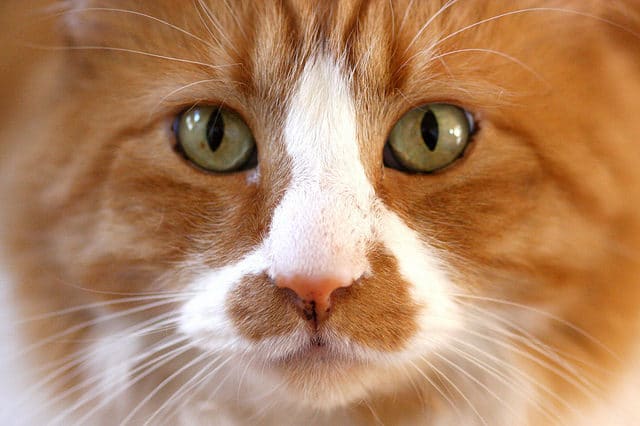 chat portrait