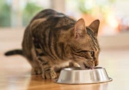 chat mange gamelle