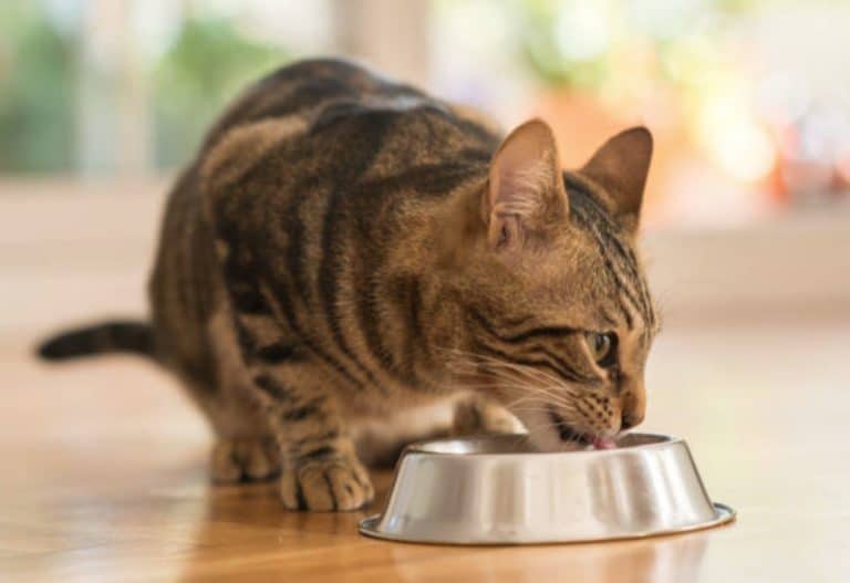 chat mange gamelle