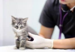 chaton vétérinaire