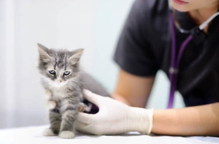 chaton vétérinaire