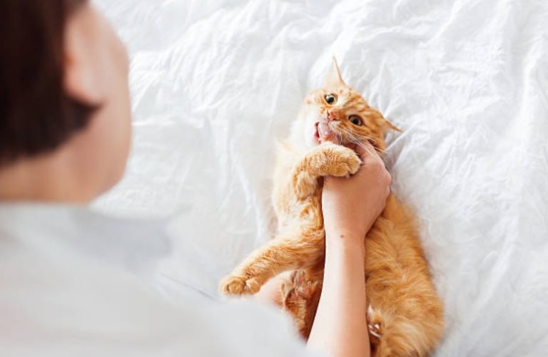 chat couché mord