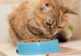 chat mange croquettes gamelle