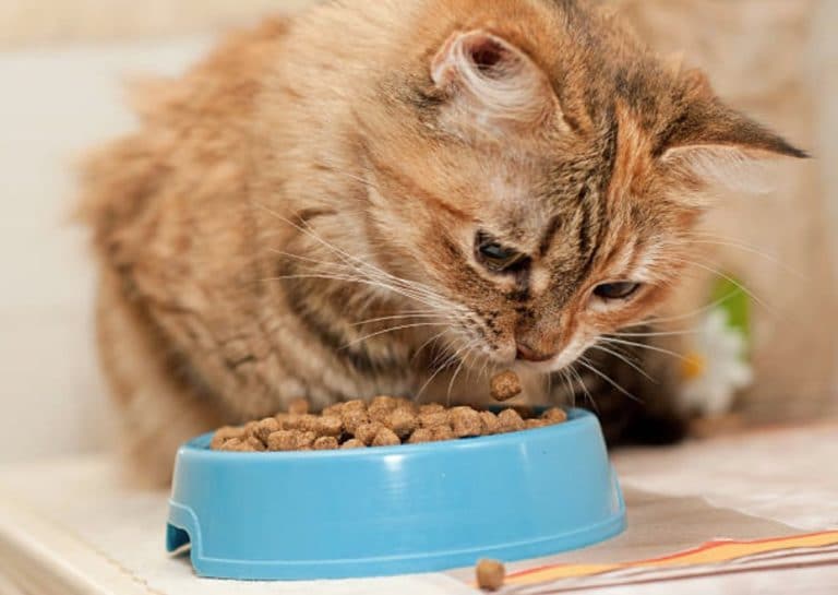 chat mange croquettes gamelle