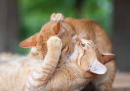 chats roux bagarre