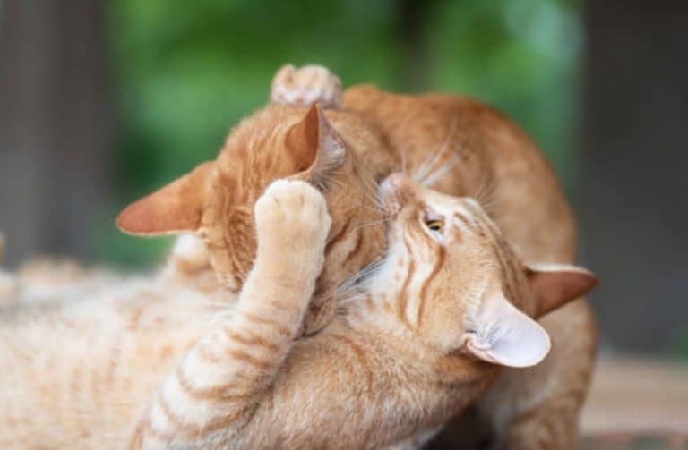 chats roux bagarre