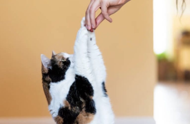 chat mange friandise