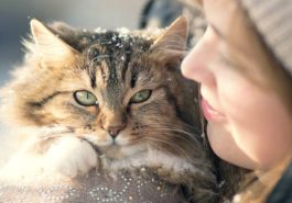 chat câlin hiver neige