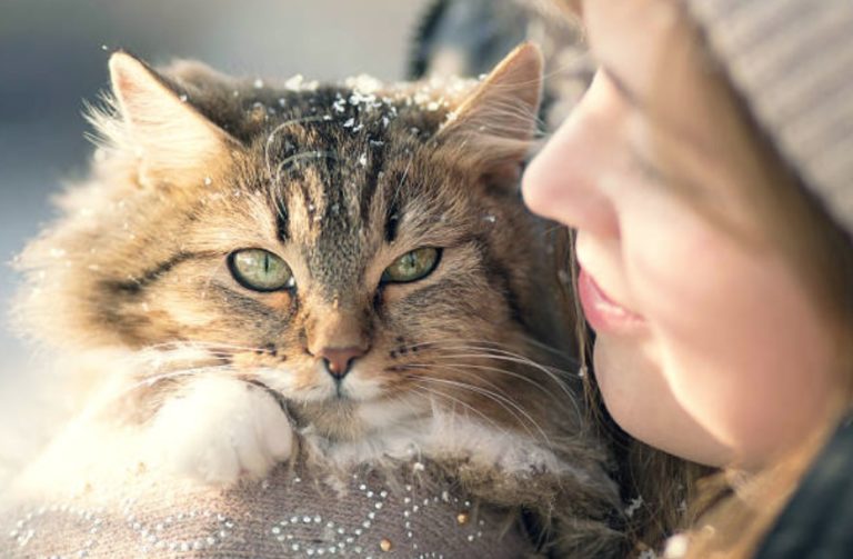chat câlin hiver neige