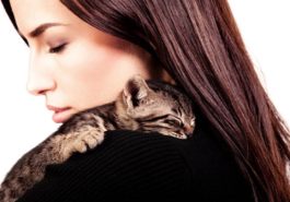 chaton câlin