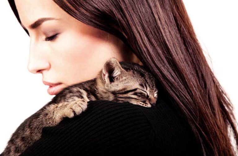 chaton câlin