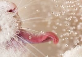 chat boit eau langue