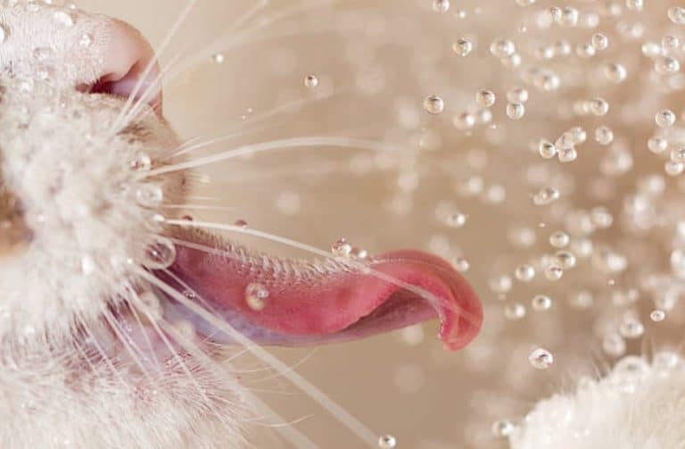 chat boit eau langue