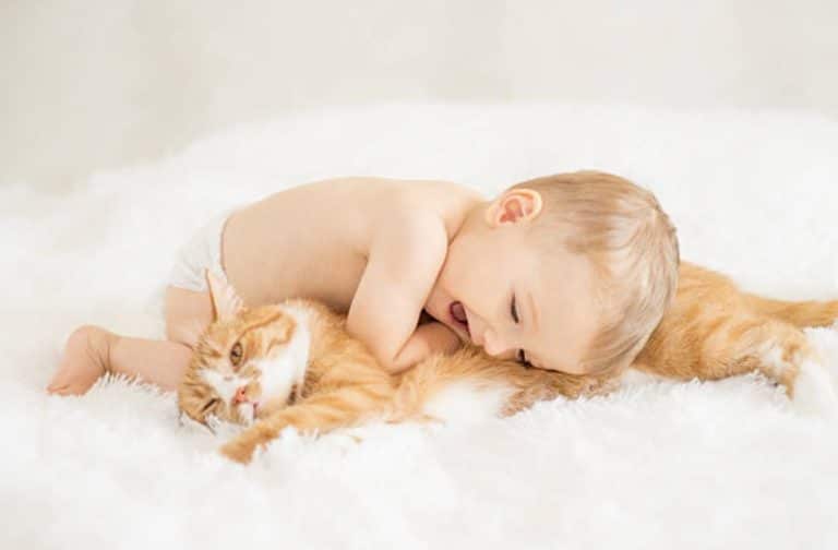 chat bébé câlin enfant