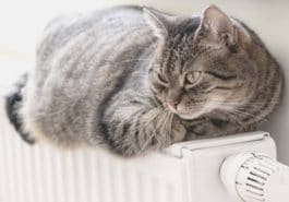 chat froid couché radiateur