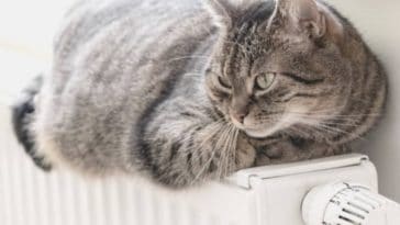 chat froid couché radiateur