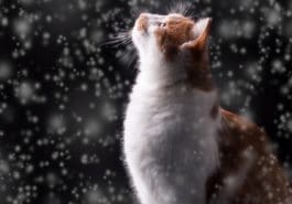 chat neige hiver