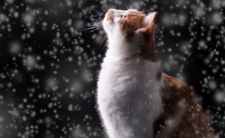 chat neige hiver