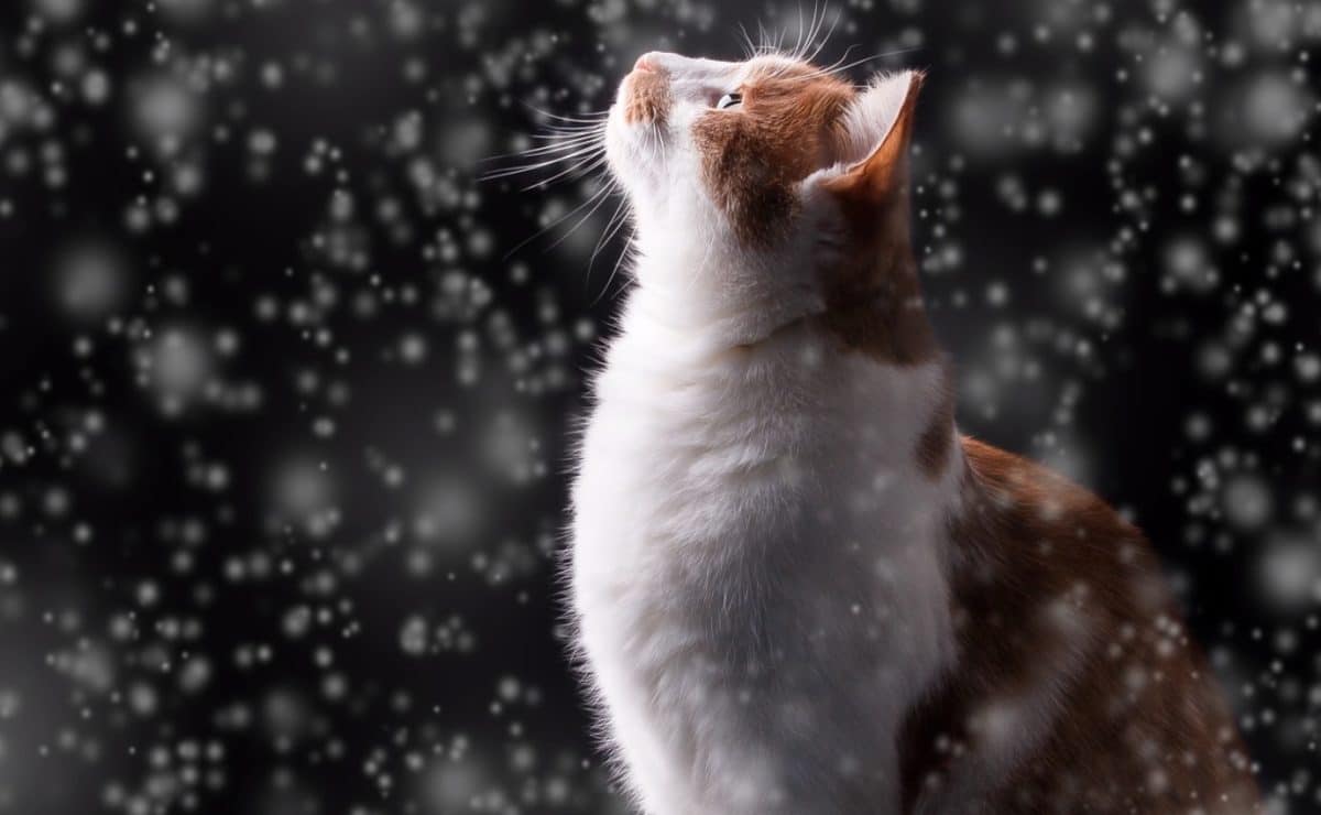 chat neige hiver