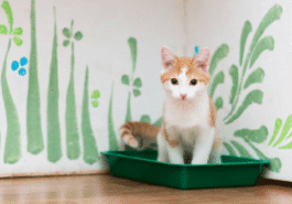 chat litière
