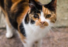 chat calico