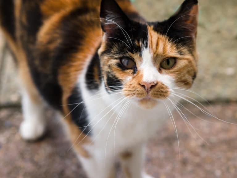 chat calico