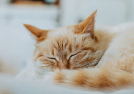 chat