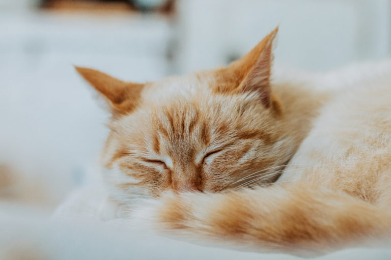 chat