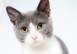 chat gris blanc portrait
