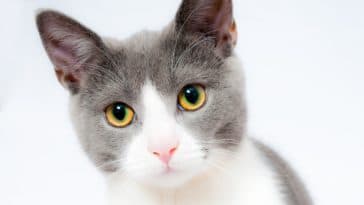 chat gris blanc portrait