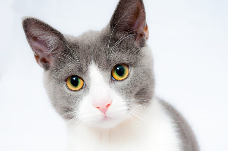 chat gris blanc portrait