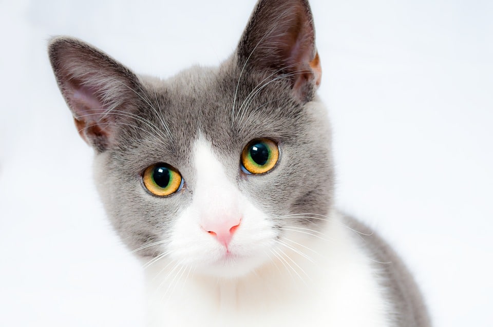 chat gris blanc portrait