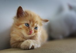 chaton couché